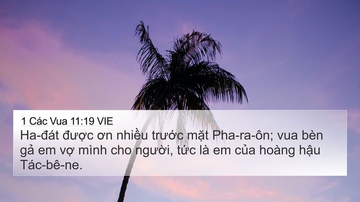 1 Các Vua 11:19 VIE 4K Wallpaper - Ha-đát được ơn nhiều trước mặt - 4K Wallpaper Bible Verse