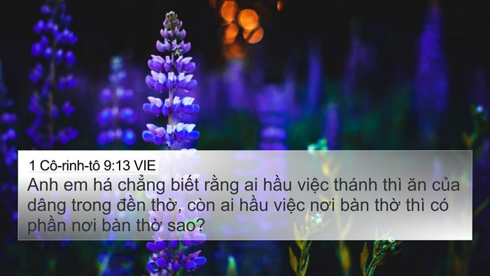 1 Cô-rinh-tô 9:13 VIE Bible Verse Image