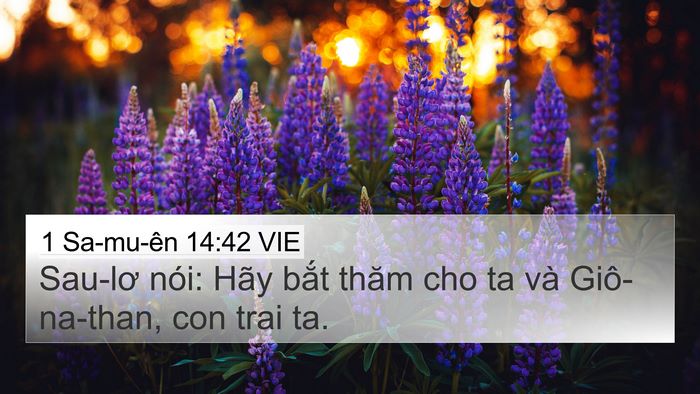 1 Sa-mu-ên 14:42 VIE Bible Verse Image