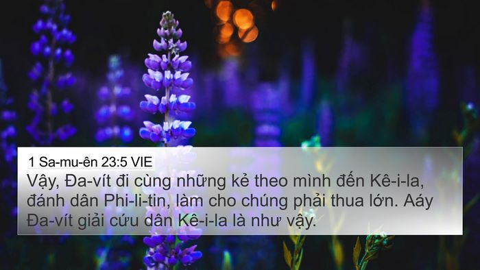 1 Sa-mu-ên 23:5 VIE Bible Verse Image