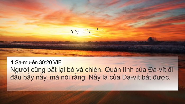 1 Sa-mu-ên 30:20 VIE 4K Wallpaper - Người cũng bắt lại bò và chiên. Quân - 4K Wallpaper Bible Verse