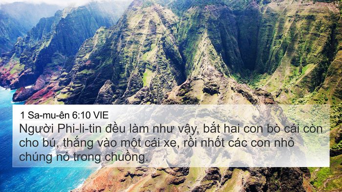 1 Sa-mu-ên 6:10 VIE 4K Wallpaper - Người Phi-li-tin đều làm như vậy, bắt - 4K Wallpaper Bible Verse