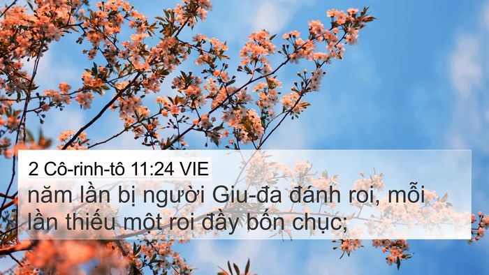 2 Cô-rinh-tô 11:24 VIE 4K Wallpaper - năm lần bị người Giu-đa đánh roi, - 4K Wallpaper Bible Verse