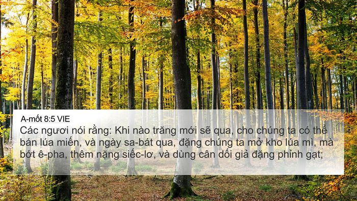 A-mốt 8:5 VIE Bible Verse Image