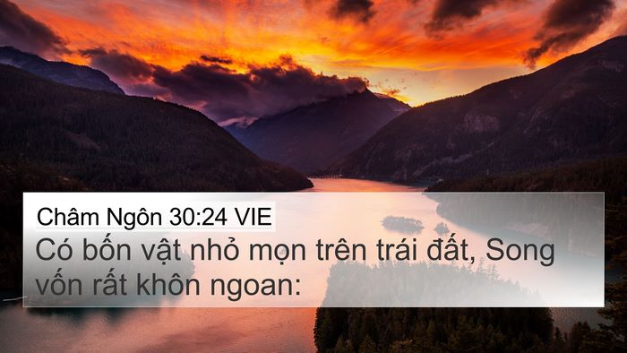 Châm Ngôn 30:24 VIE 4K Wallpaper - Có bốn vật nhỏ mọn trên trái đất, - 4K Wallpaper Bible Verse