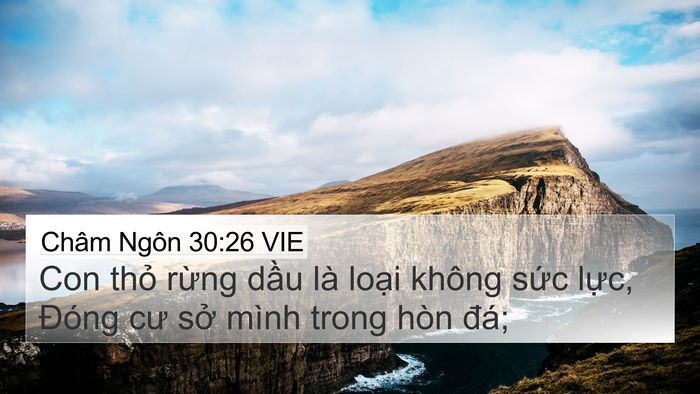 Châm Ngôn 30:26 VIE Bible Verse Image