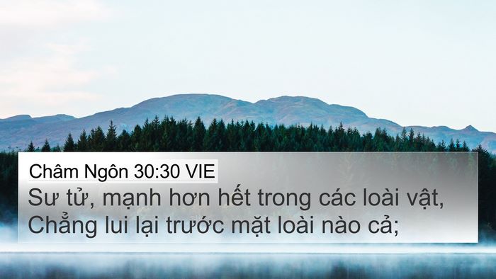 Châm Ngôn 30:30 VIE 4K Wallpaper - Sư tử, mạnh hơn hết trong các loài - 4K Wallpaper Bible Verse