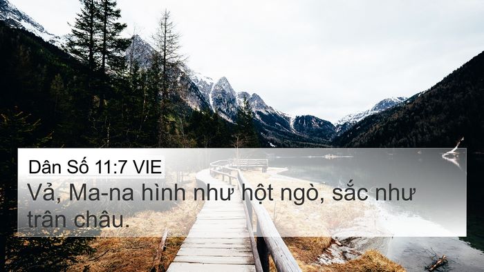 Dân Số 11:7 VIE 4K Wallpaper - Vả, Ma-na hình như hột ngò, sắc như - 4K Wallpaper Bible Verse
