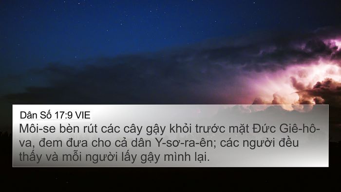 Dân Số 17:9 VIE 4K Wallpaper - Môi-se bèn rút các cây gậy khỏi trước - 4K Wallpaper Bible Verse