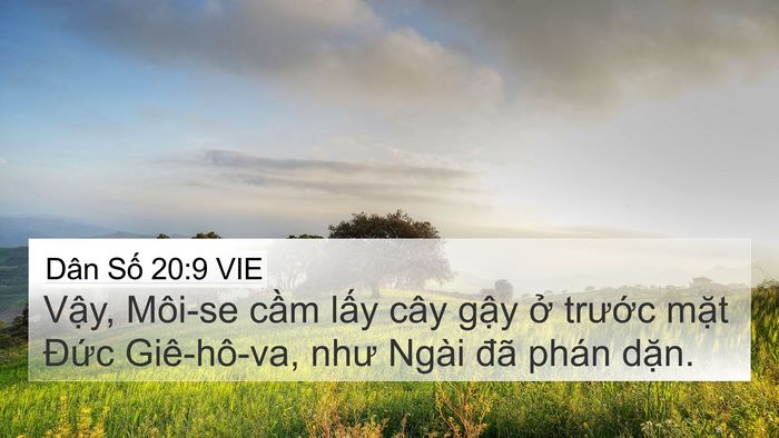 Dân Số 20:9 VIE Bible Verse Image