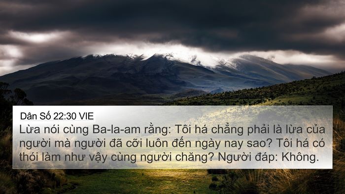 Dân Số 22:30 VIE 4K Wallpaper - Lừa nói cùng Ba-la-am rằng: Tôi há - 4K Wallpaper Bible Verse