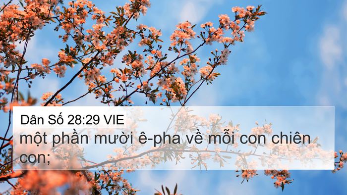 Dân Số 28:29 VIE 4K Wallpaper - một phần mười ê-pha về mỗi con chiên - 4K Wallpaper Bible Verse
