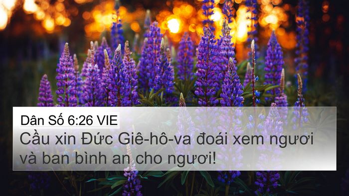 Dân Số 6:26 VIE Bible Verse Image