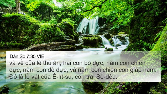 Dân Số 7:35 VIE 4K Wallpaper - và về của lễ thù ân, hai con bò đực, - 4K Wallpaper Bible Verse