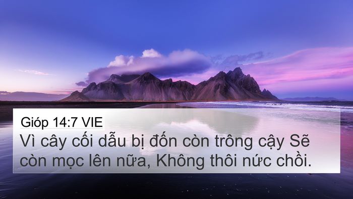 Gióp 14:7 VIE Bible Verse Image