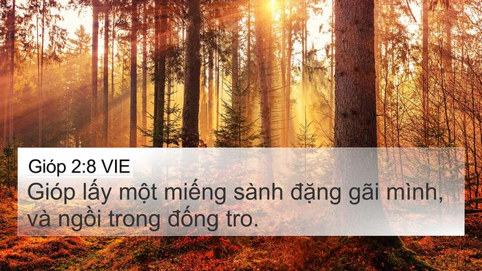 Gióp 2:8 VIE Bible Verse Image