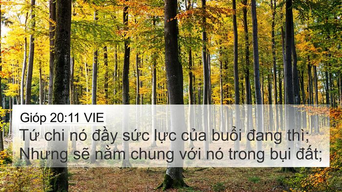 Gióp 20:11 VIE Bible Verse Image