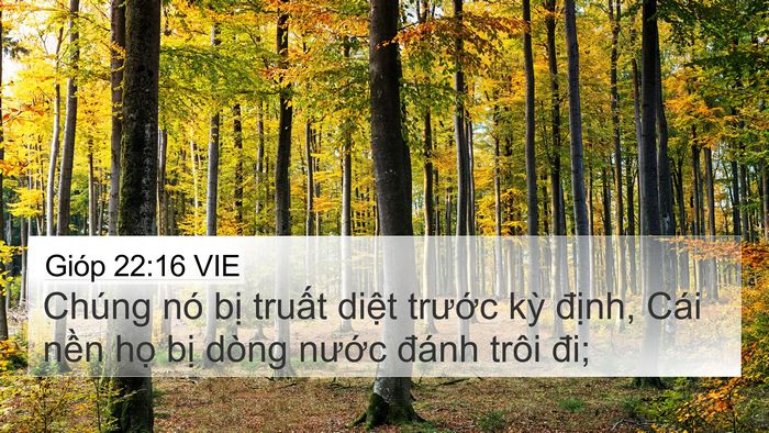 Gióp 22:16 VIE Bible Verse Image