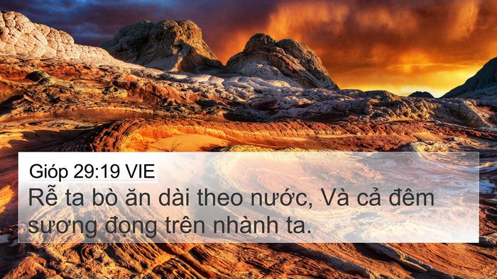 Gióp 29:19 VIE Bible Verse Image