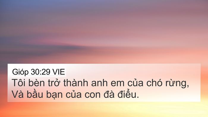 Gióp 30:29 VIE Bible Verse Image