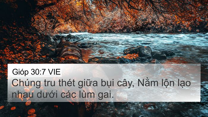 Gióp 30:7 VIE Bible Verse Image