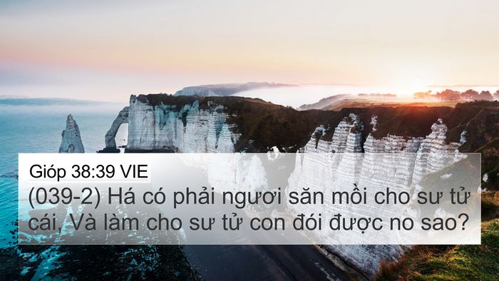 Gióp 38:39 VIE Bible Verse Image