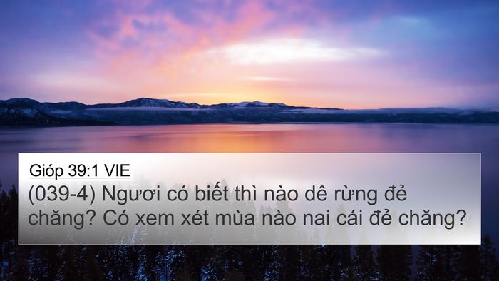 Gióp 39:1 VIE Bible Verse Image