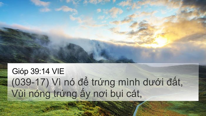 Gióp 39:14 VIE Bible Verse Image