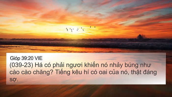 Gióp 39:20 VIE 4K Wallpaper - (039-23) Há có phải ngươi khiến nó - 4K Wallpaper Bible Verse