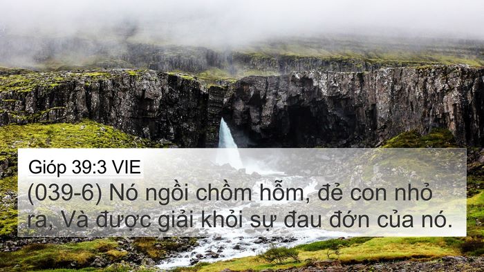Gióp 39:3 VIE 4K Wallpaper - (039-6) Nó ngồi chồm hỗm, đẻ con nhỏ - 4K Wallpaper Bible Verse