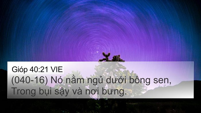 Gióp 40:21 VIE 4K Wallpaper - (040-16) Nó nằm ngủ dưới bông sen, Trong - 4K Wallpaper Bible Verse