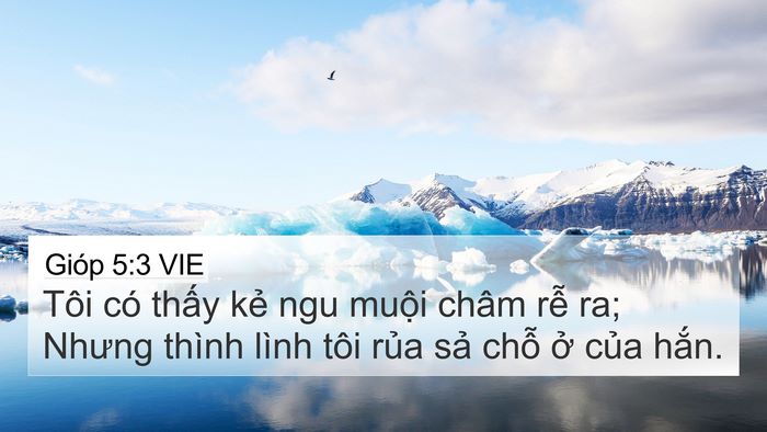 Gióp 5:3 VIE Bible Verse Image