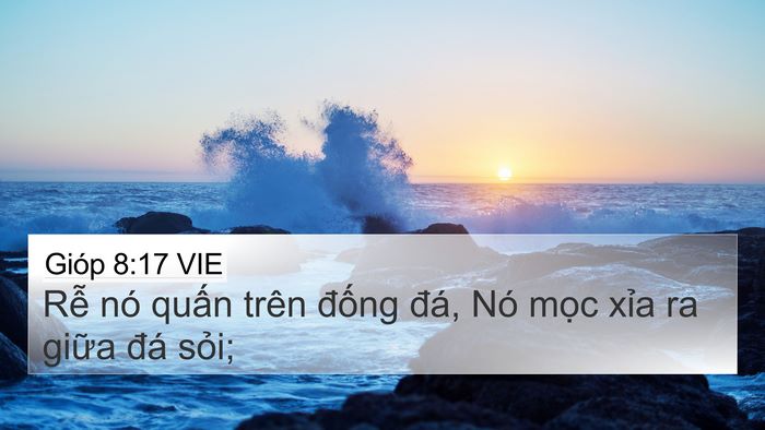 Gióp 8:17 VIE 4K Wallpaper - Rễ nó quấn trên đống đá, Nó mọc - 4K Wallpaper Bible Verse