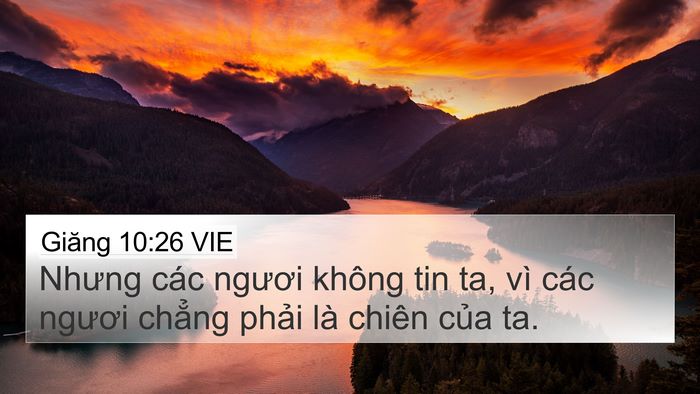 Giăng 10:26 VIE Bible Verse Image