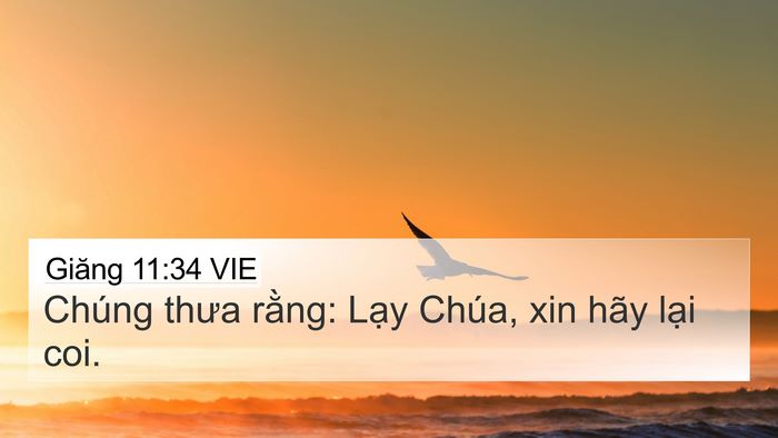 Giăng 11:34 VIE 4K Wallpaper - Chúng thưa rằng: Lạy Chúa, xin hãy lại - 4K Wallpaper Bible Verse