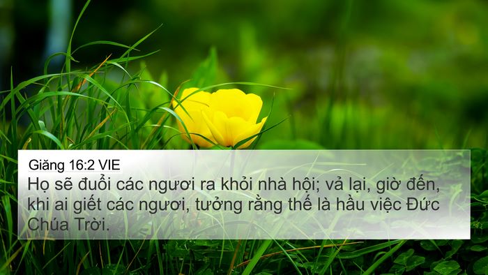 Giăng 16:2 VIE Bible Verse Image
