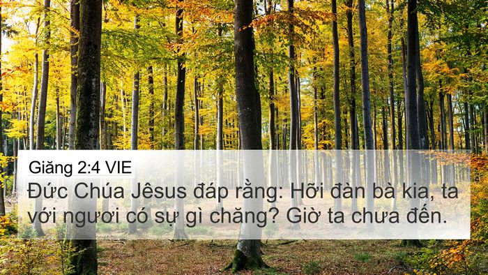 Giăng 2:4 VIE Bible Verse Image
