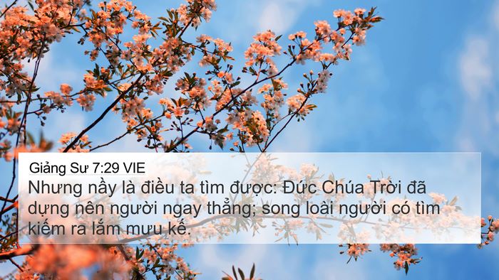 Giảng Sư 7:29 VIE Bible Verse Image