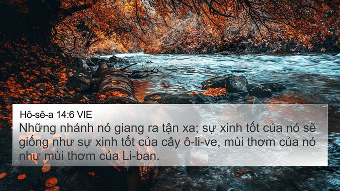 Hô-sê-a 14:6 VIE Bible Verse Image