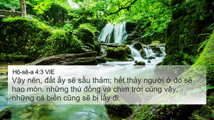 Hô-sê-a 4:3 VIE Bible Verse Image