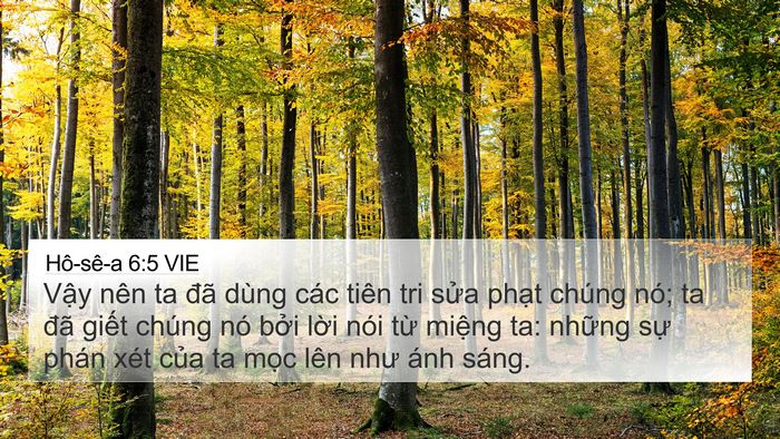 Hô-sê-a 6:5 VIE Bible Verse Image