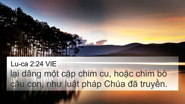 Lu-ca 2:24 VIE 4K Wallpaper - lại dâng một cặp chim cu, hoặc chim bò - 4K Wallpaper Bible Verse