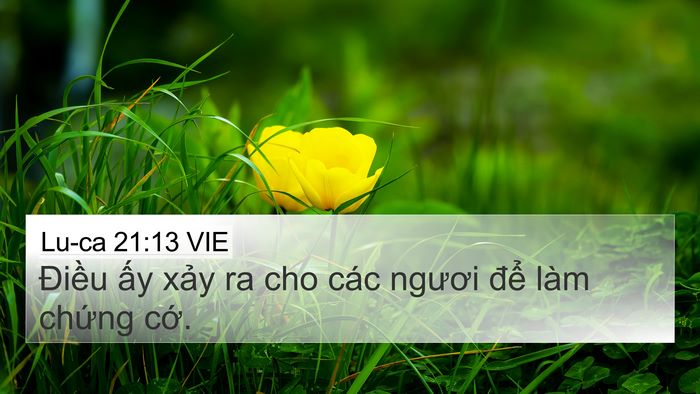 Lu-ca 21:13 VIE 4K Wallpaper - Điều ấy xảy ra cho các ngươi để làm - 4K Wallpaper Bible Verse