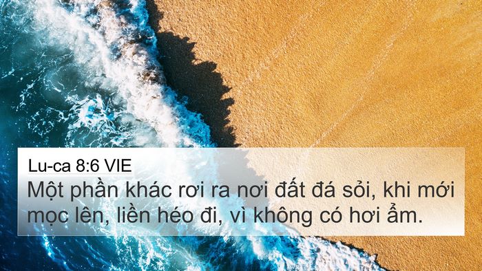 Lu-ca 8:6 VIE 4K Wallpaper - Một phần khác rơi ra nơi đất đá - 4K Wallpaper Bible Verse