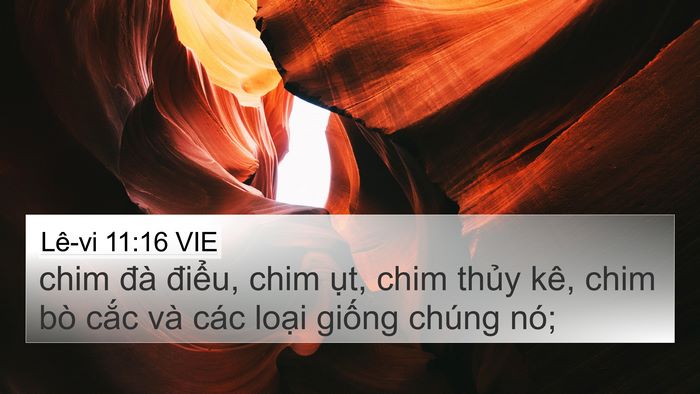 Lê-vi 11:16 VIE 4K Wallpaper - chim đà điểu, chim ụt, chim thủy kê, - 4K Wallpaper Bible Verse