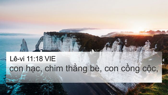 Lê-vi 11:18 VIE 4K Wallpaper - con hạc, chim thằng bè, con cồng - 4K Wallpaper Bible Verse