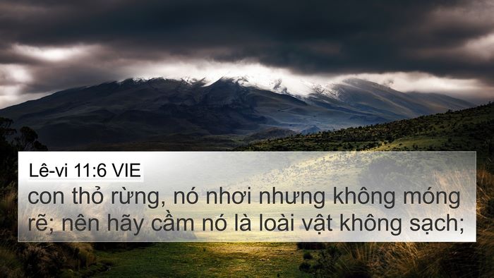 Lê-vi 11:6 VIE 4K Wallpaper - con thỏ rừng, nó nhơi nhưng không móng - 4K Wallpaper Bible Verse