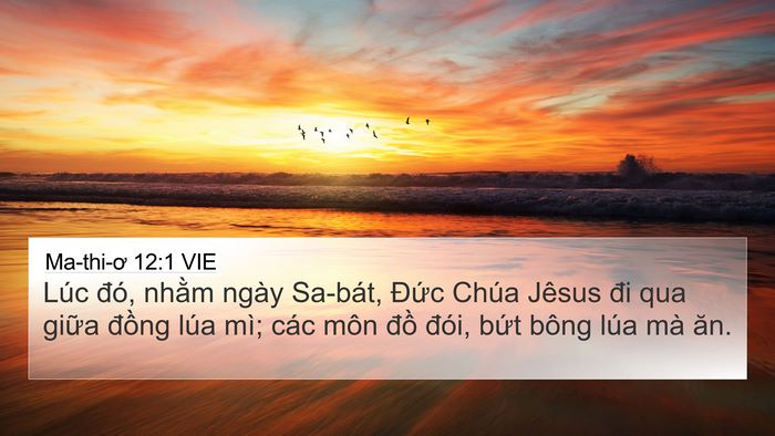 Ma-thi-ơ 12:1 VIE Bible Verse Image
