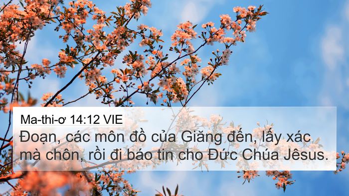Ma-thi-ơ 14:12 VIE 4K Wallpaper - Đoạn, các môn đồ của Giăng đến, - 4K Wallpaper Bible Verse