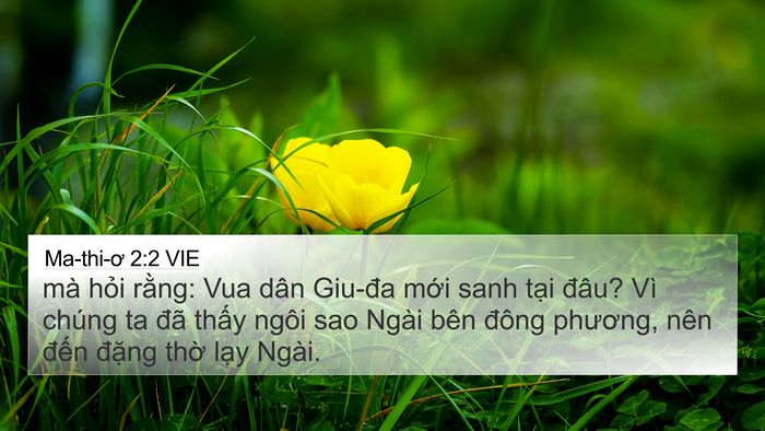 Ma-thi-ơ 2:2 VIE Bible Verse Image